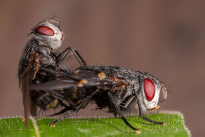 Close-up of flies mating on leaf