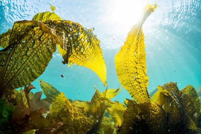 Sunlight shining down on a forest of seaweed