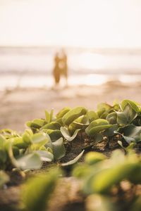 Close-up of plants growing on land against sea