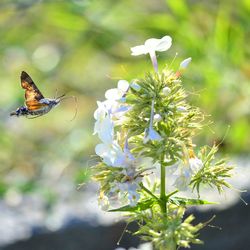 Close-up of butterfly on white flowering plant