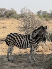 Zebra standing on field