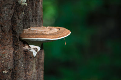 Close-up of fungus on tree trunk