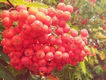 Close-up of red berries growing on tree