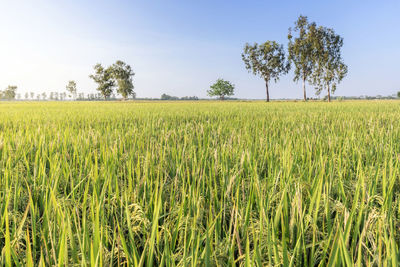 Scenic view of agricultural field against sky