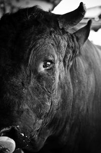 Close-up portrait of bull