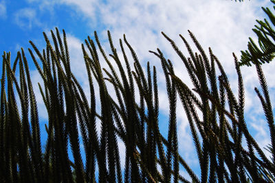 Low angle view of cactus plants against sky