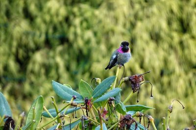 Bird perching on flower