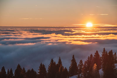 Sea of fog sunset with trees