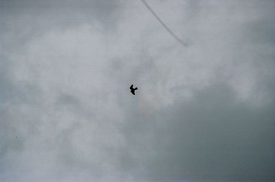 Low angle view of birds flying in sky