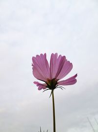 Low angle view of pink flower against sky