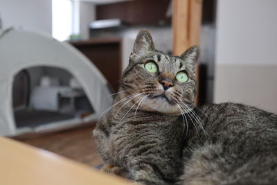 pet