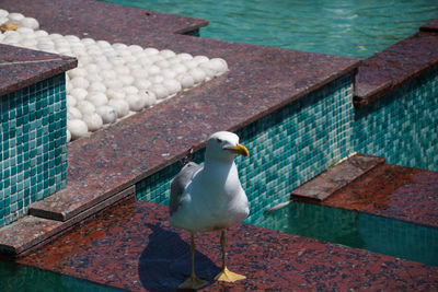 High angle view of seagull perching on shore