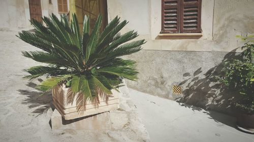 Potted plant on window