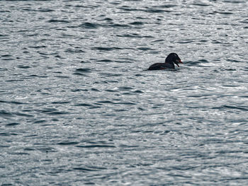 Bird swimming in sea