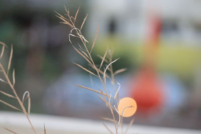 Close-up of plant against blurred background