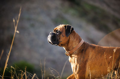 Close-up of dog outdoors