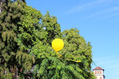 Low angle view of balloons against trees against sky