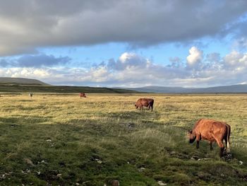 Yorkshire cows