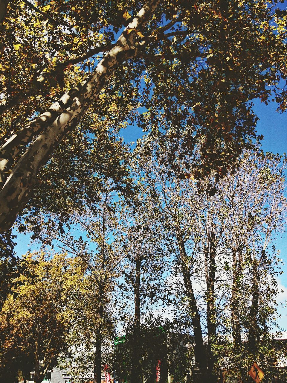 LOW ANGLE VIEW OF TREES AGAINST SKY