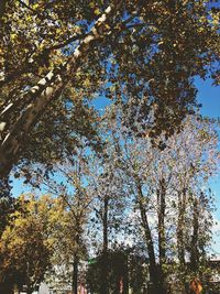 Low angle view of trees against sky