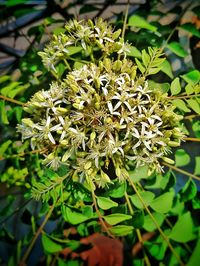 Close-up of plant