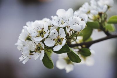 White pear flowers 