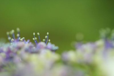 Close-up of purple flowers blooming outdoors