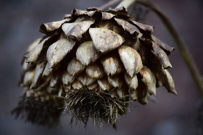 Close-up of dry leaves