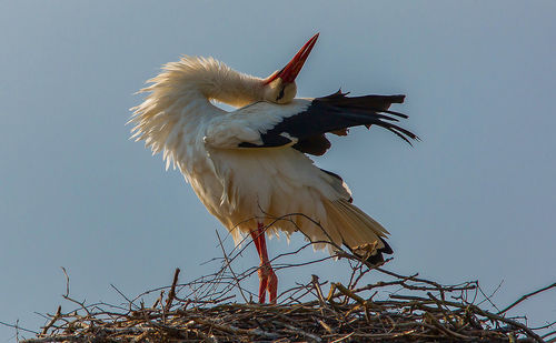 Low angle view of bird flying against clear sky