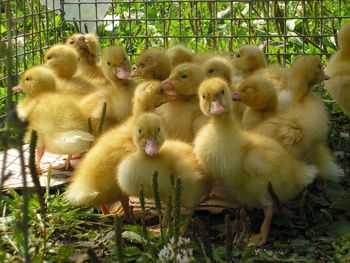Close-up of ducklings in cage