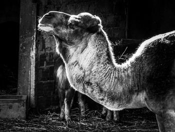 Close-up of horse standing outdoors