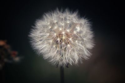 Close-up of dandelion flower