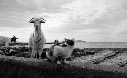 Sheep standing in a field