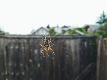 Close-up of spider on web