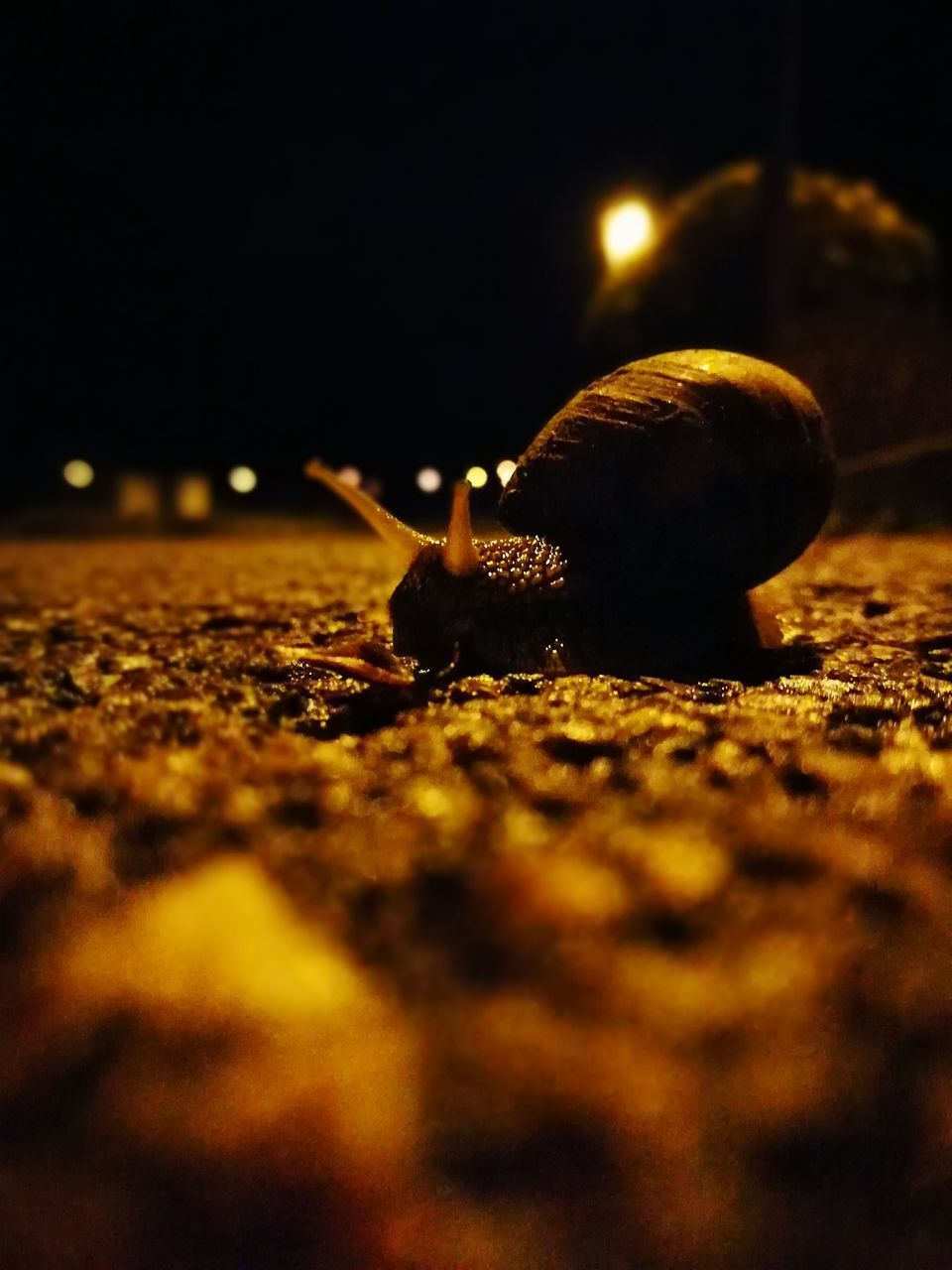 CLOSE-UP OF SNAIL OUTDOORS