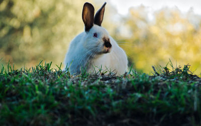 Close-up of an animal on land