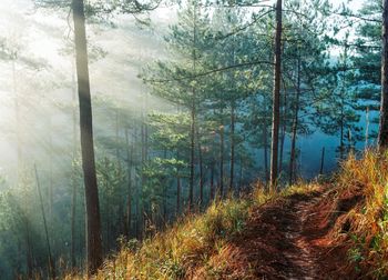 Pine trees in forest