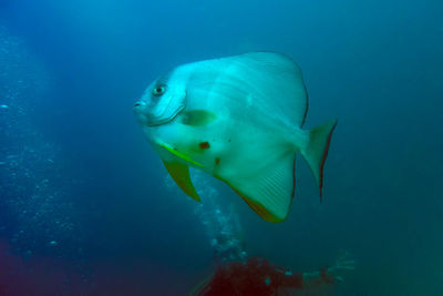Close-up of fish swimming in sea