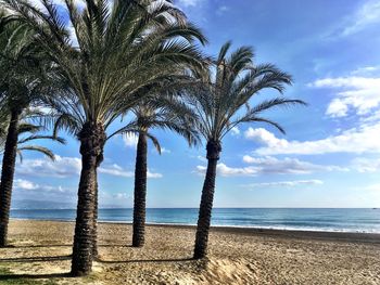 Coconut palm tree on beach against sky