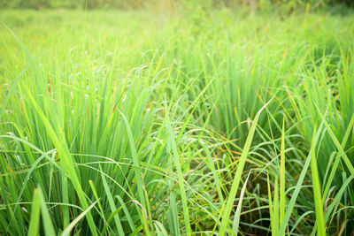 Full frame shot of crops growing on field