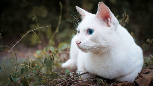 Close-up of a cat looking away