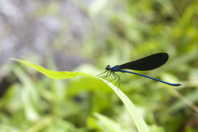 Close-up of insect on leaf