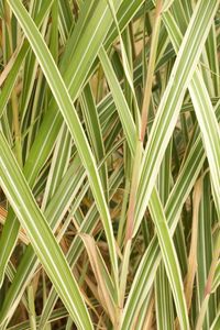 Full frame shot of green grass