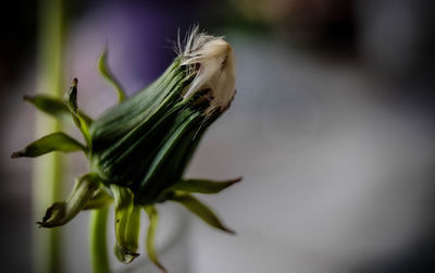 Close-up of flowering plant