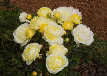 Close-up of yellow rose