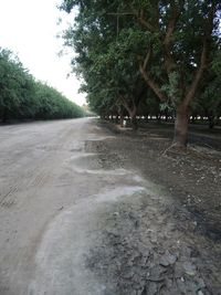 Empty road along trees