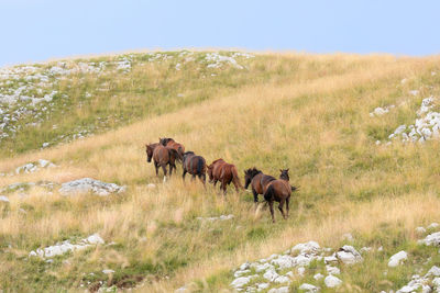 Horses on a field