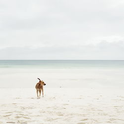 Dog on shore at beach against sky