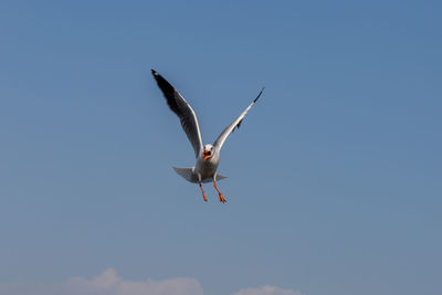 Low angle view of seagull flying