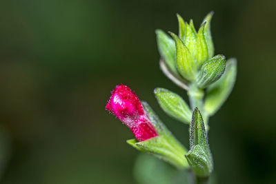 Close-up of flower against blurred background
